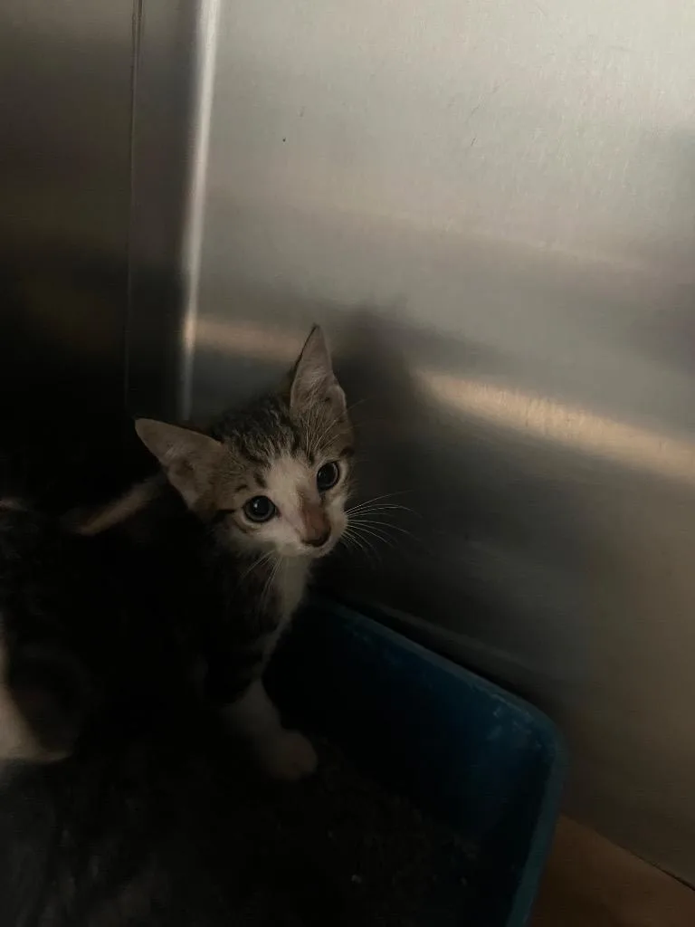 A baby large-sized female Domestic Short Hair cat named Anabell for adoption in Cartersville , GA