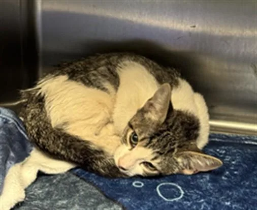 A baby small-sized female Domestic Short Hair cat named Sunset for adoption in Los Angeles, CA