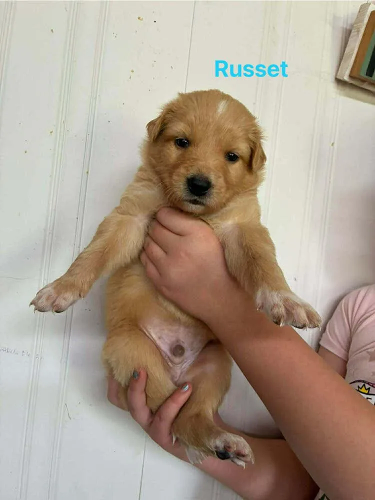 Russet thumbnail 3
