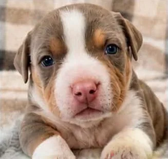 A baby medium-sized female Terrier dog named LUCKY Needs a for adoption in Birmingham, MI