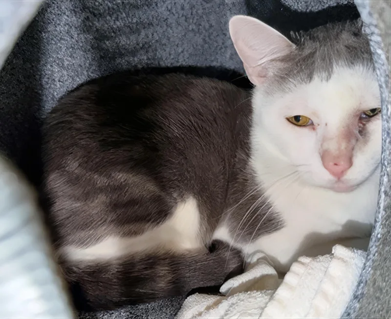 An adult medium-sized male Tabby (Gray / Blue / Silver) Domestic Short Hair cat named Scooter for adoption in Nashville, TN