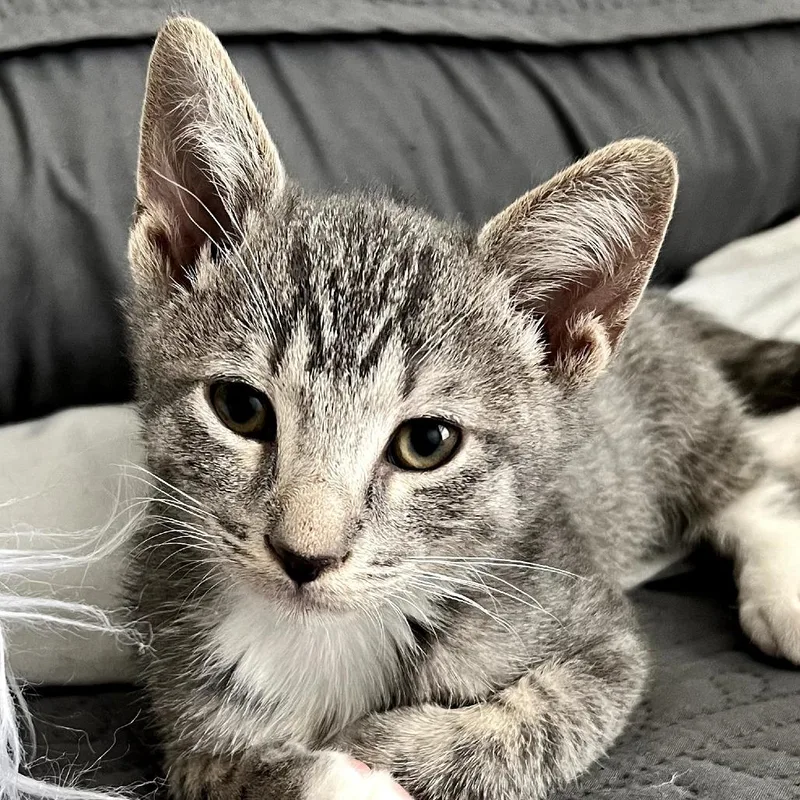 A baby small-sized male Gray / Blue / Silver Domestic Short Hair cat named Charles for adoption in Orlando, FL
