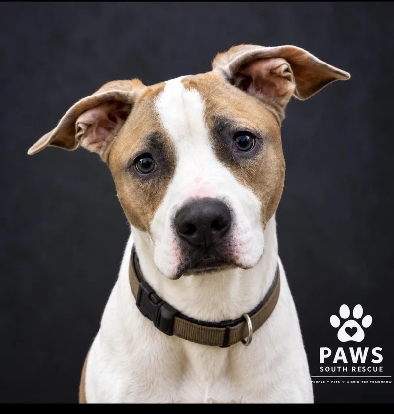 An adult large-sized male White / Cream American Staffordshire Terrier dog named Tank for adoption in CUMMING, GA