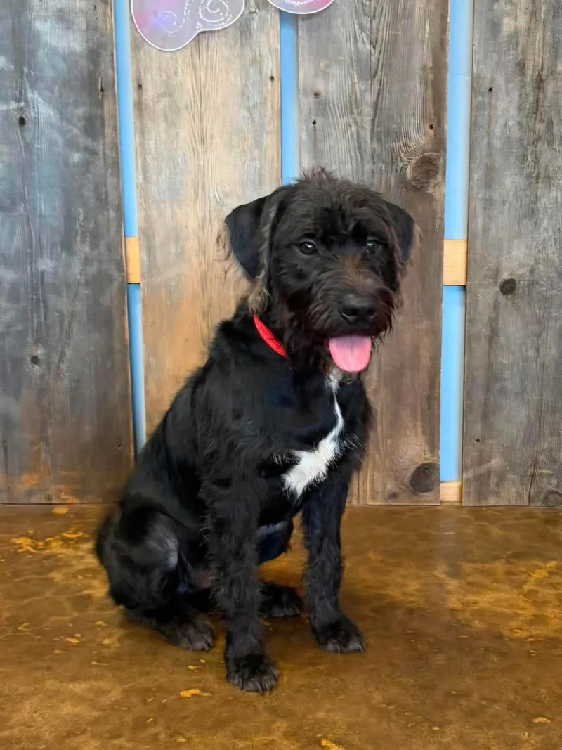 A young medium-sized male Standard Schnauzer dog named Valkor for adoption in Milwaukee, WI