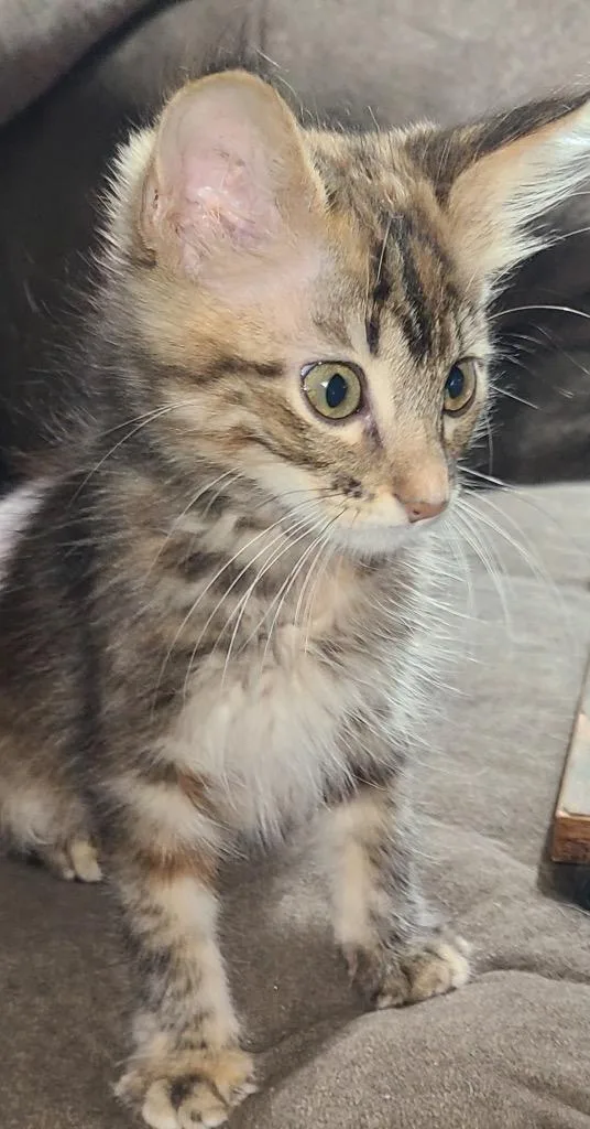A baby medium-sized female Domestic Short Hair cat named Sadie for adoption in Lewisville, TX