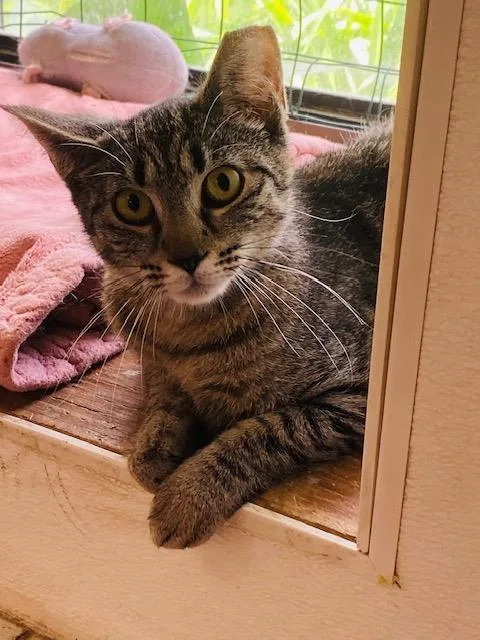 An adult small-sized female Domestic Short Hair cat named Babette for adoption in Beacon, NY