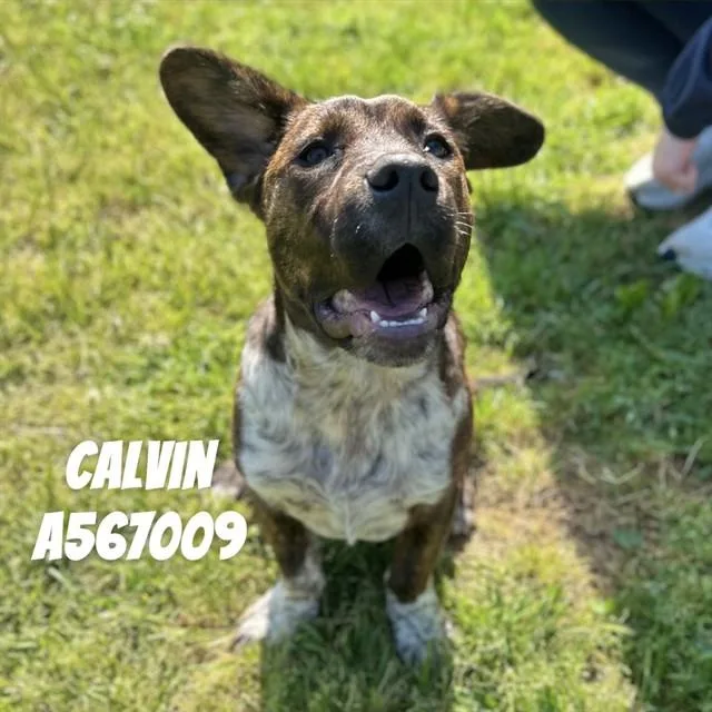 A young medium-sized male Basset Hound dog named Calvin for adoption in Huntsville, AL