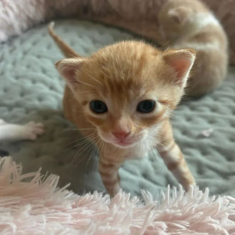 A baby small-sized male Orange / Red Domestic Short Hair cat named Chalupa for adoption in Leander, TX