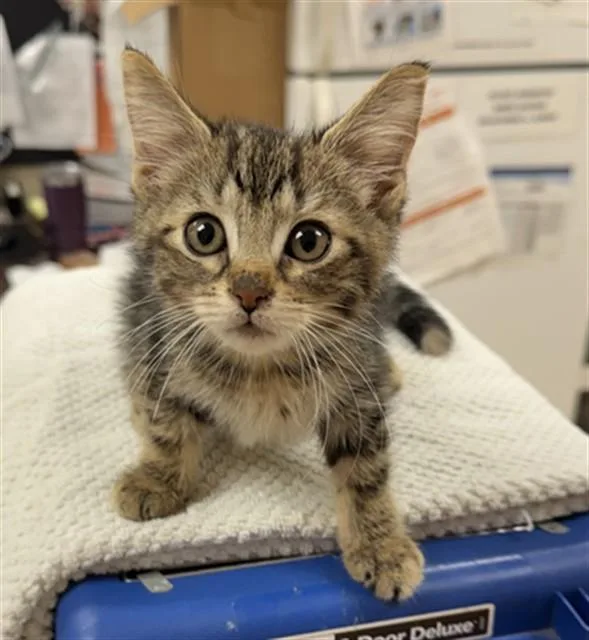 A baby small-sized female Domestic Short Hair cat named Flowers for adoption in Aliquippa, PA