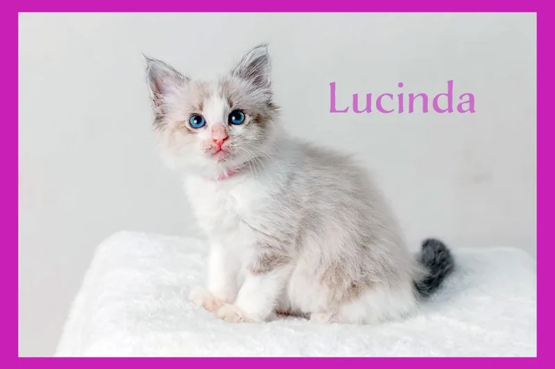 A baby medium-sized female Domestic Short Hair cat named Lucinda for adoption in Hoover , AL