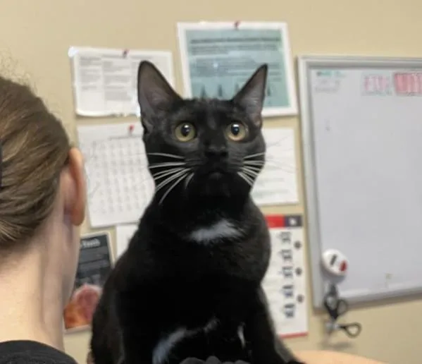 A young small-sized female Domestic Short Hair cat named Ayla for adoption in Oceanside, CA
