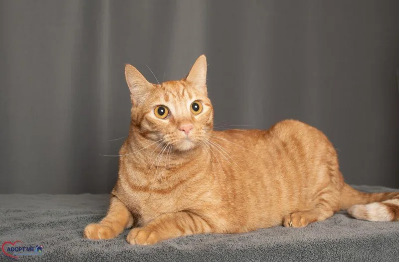 An adult small-sized male Orange / Red Domestic Short Hair cat named Garfield for adoption in Alexandria, VA