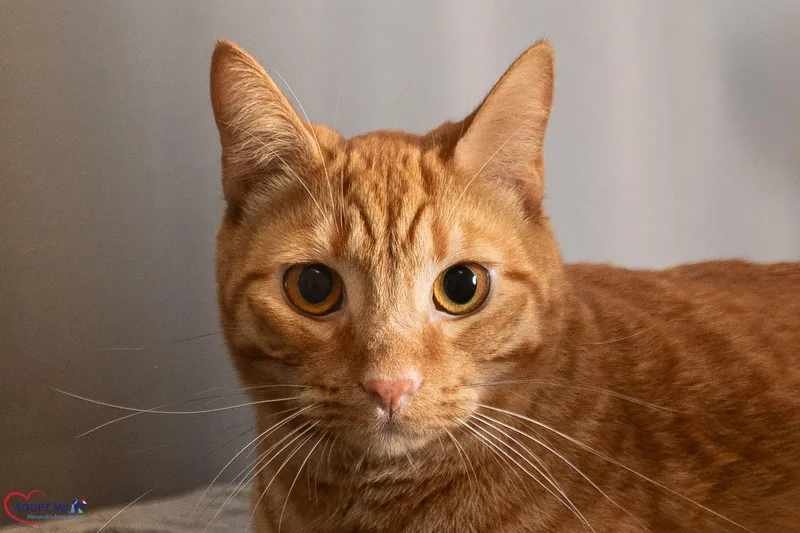 Garfield thumbnail 2