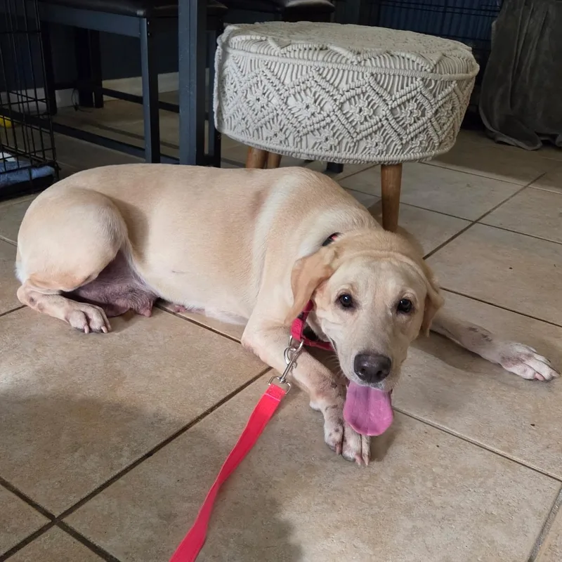 An adult large-sized female Yellow / Tan / Blond / Fawn Yellow Labrador Retriever dog named Lady for adoption in Tampa, FL