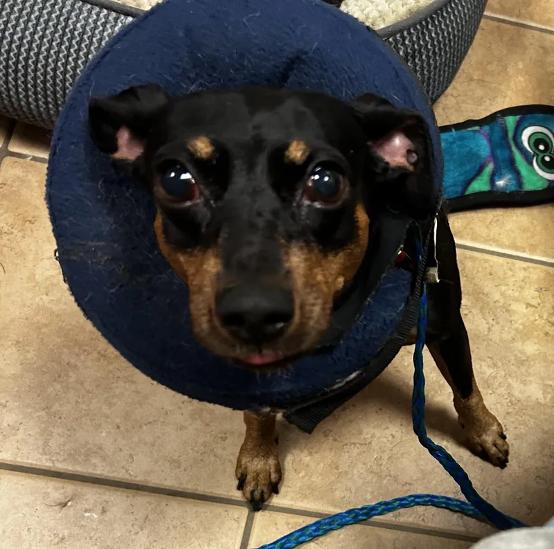 An adult small-sized female Black Miniature Pinscher dog named Demi for adoption in Oak Ridge, NJ