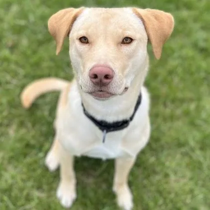 A young medium-sized female Mixed Breed dog named Freya for adoption in Janesville, WI