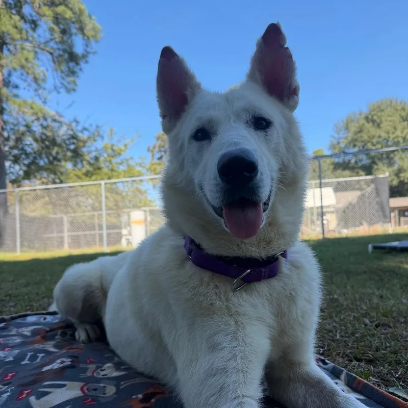 A young large-sized male White / Cream White German Shepherd dog named Cromwell for adoption in Spring, TX