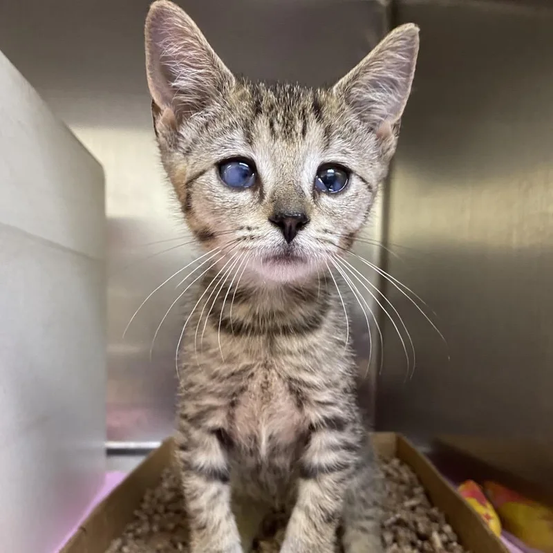 A baby small-sized female Brown / Chocolate Domestic Short Hair cat named Zoo Wee Mama for adoption in Newark, NJ