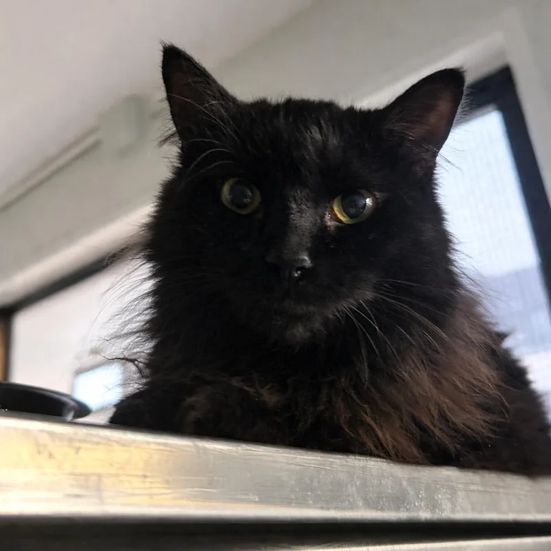 Mama Mcgonagall thumbnail 2