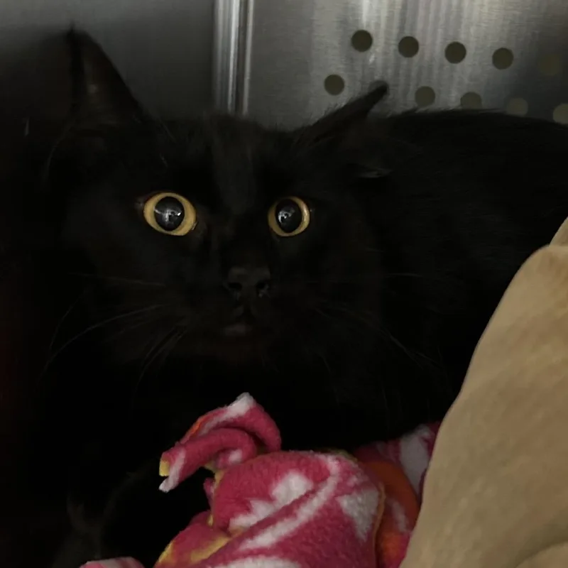 Mama Mcgonagall thumbnail 3