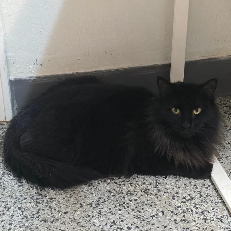 Mama Mcgonagall thumbnail 4