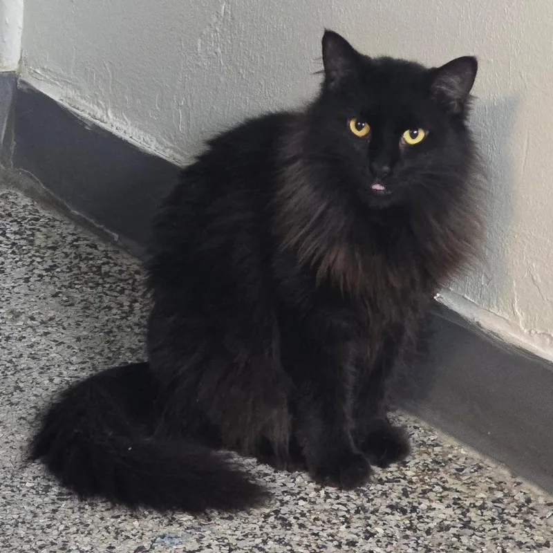 Mama Mcgonagall thumbnail 5