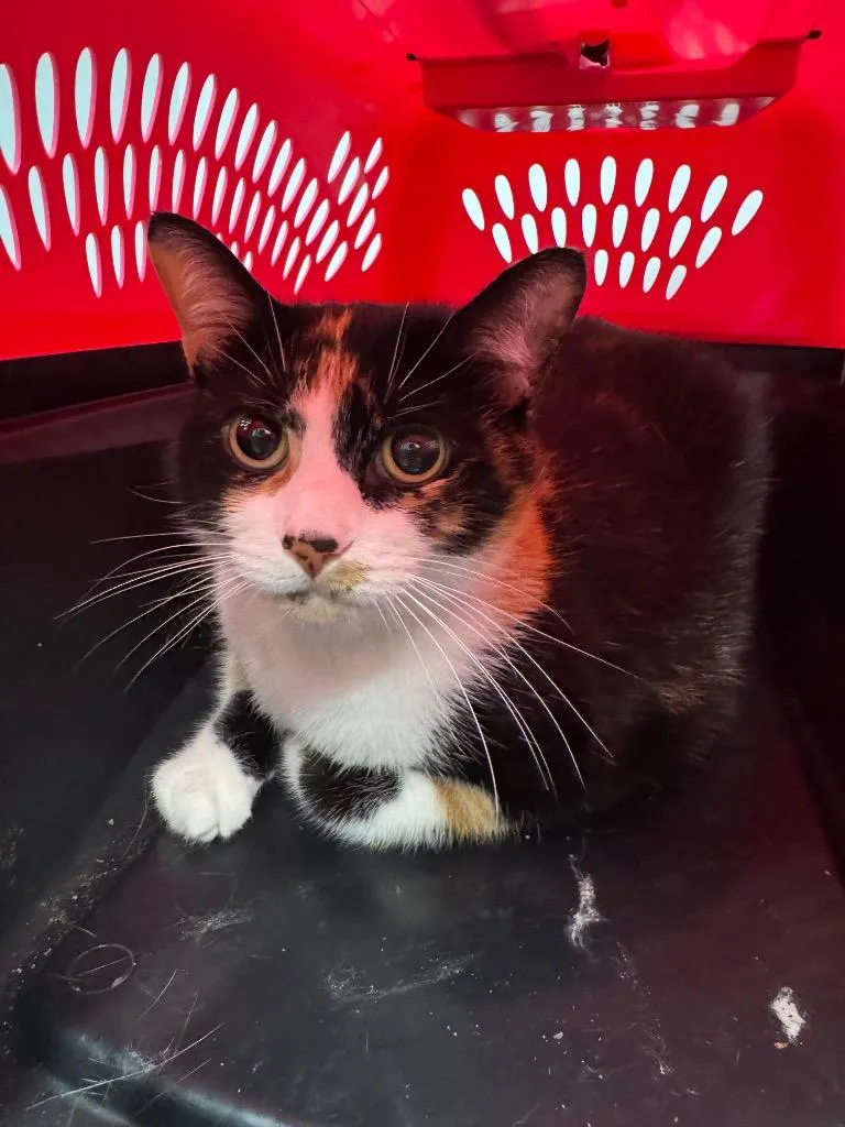 A senior large-sized female Domestic Short Hair cat named Faye for adoption in Bloomington, IN