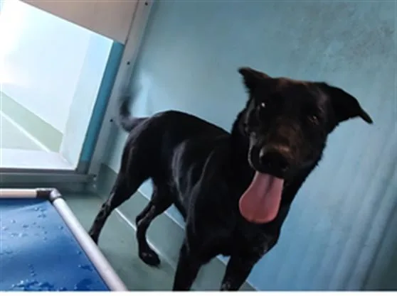 A young medium-sized female Labrador Retriever dog named Princess for adoption in Baldwin Park, CA