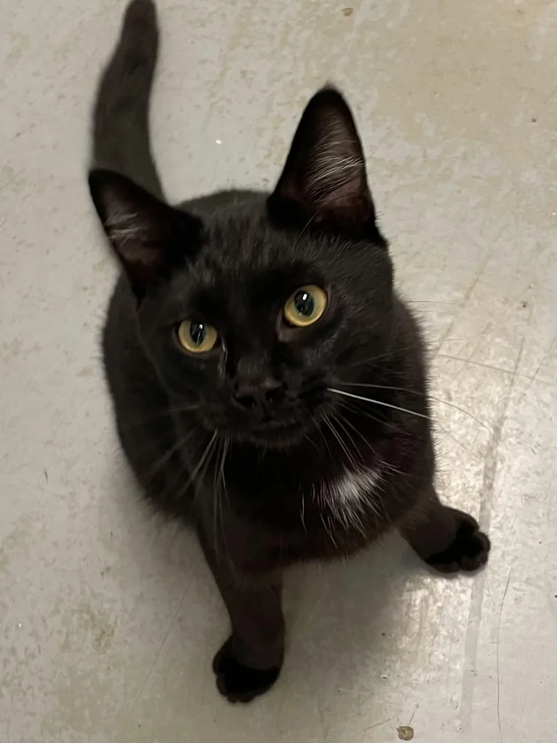 An adult medium-sized male Black Domestic Short Hair cat named Dexter for adoption in Covington, VA