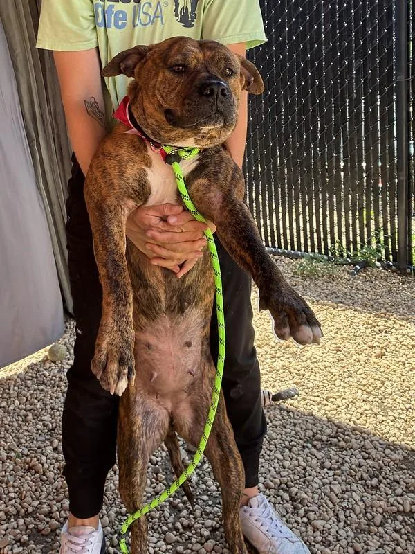 A young large-sized female Brindle Mixed Breed dog named Ruby for adoption in Narberth, PA