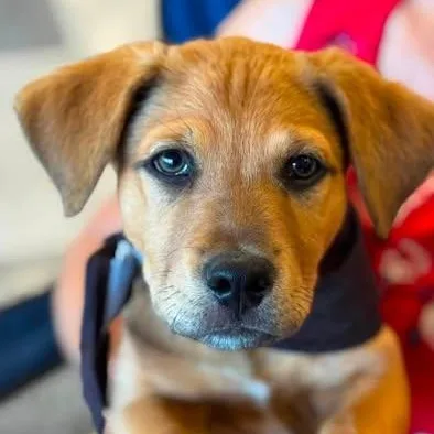 A young medium-sized male Red / Chestnut / Orange Australian Cattle Dog / Blue Heeler dog named Ranger for adoption in Chino valley, AZ