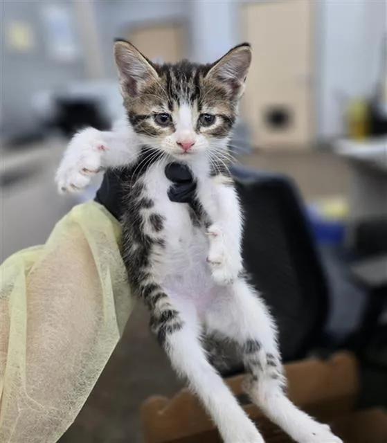 A baby medium-sized female Domestic Short Hair cat named Beatrix for adoption in Dallas, TX