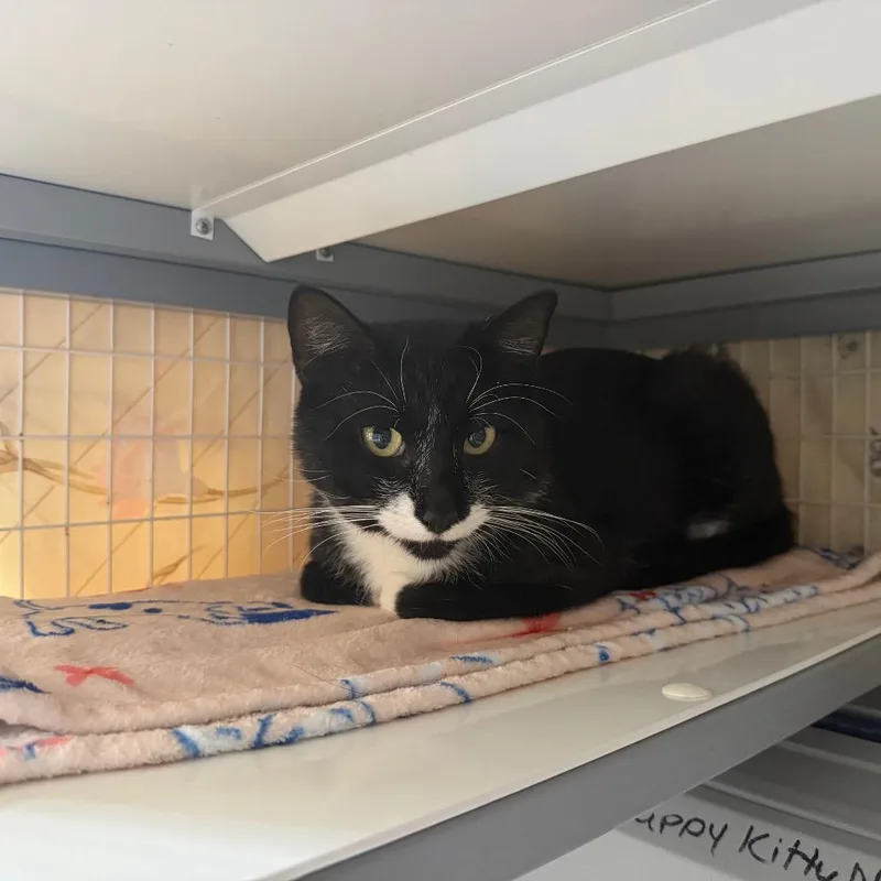 An adult medium-sized male Black Domestic Short Hair cat named Gary Cooper for adoption in Middle Village, NY