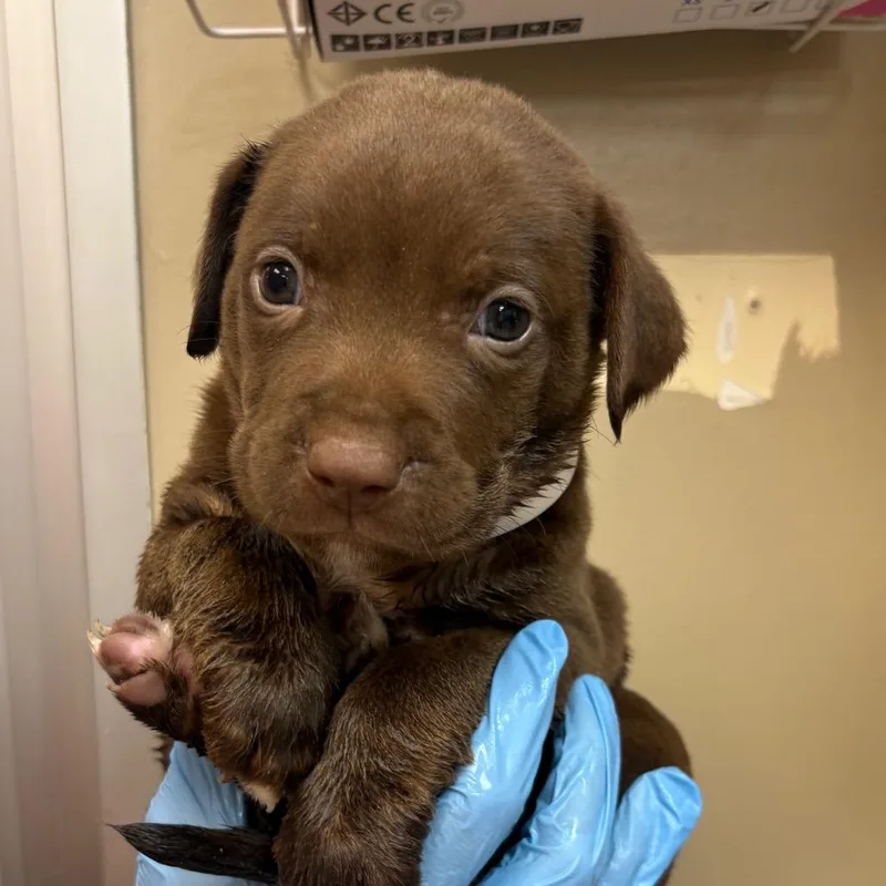 A baby small-sized male Brown / Chocolate Mixed Breed dog named Vison for adoption in Birmingham, AL