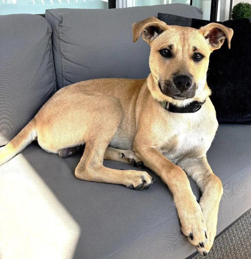 A young large-sized male Labrador Retriever dog named Romeo Scas for adoption in Rockaway, NJ