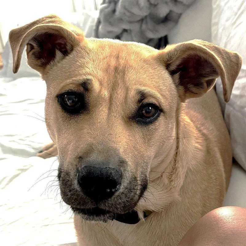 Romeo Scas thumbnail 2
