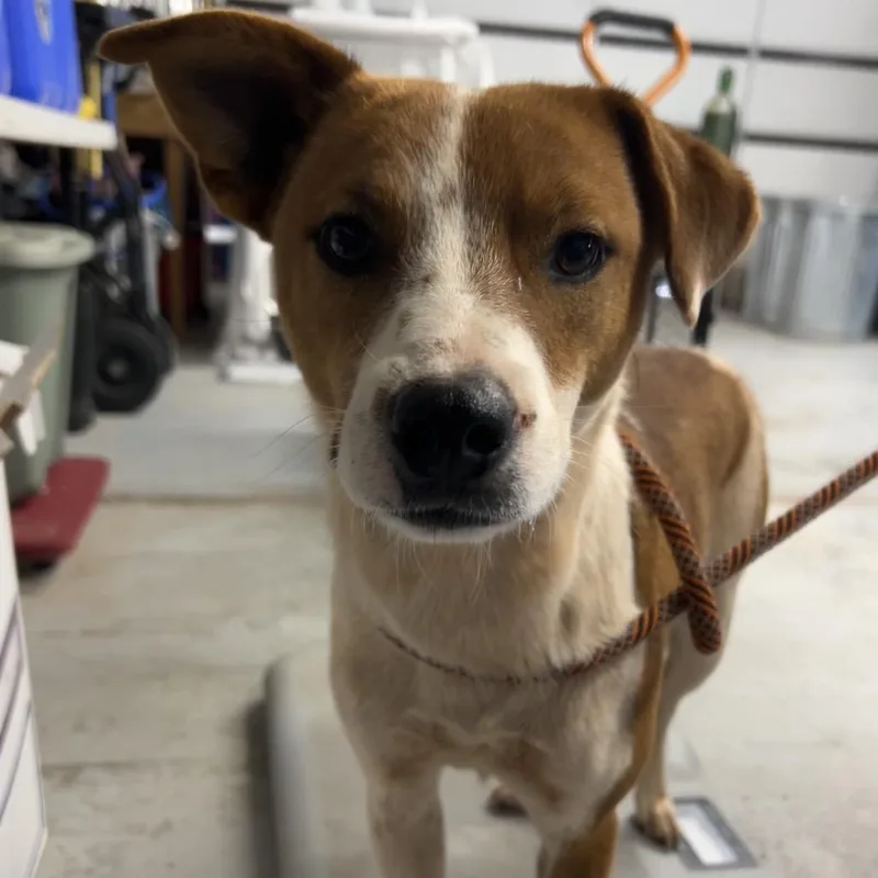 A young medium-sized male Yellow / Tan / Blond / Fawn Mixed Breed dog named Coyah for adoption in Moab, UT