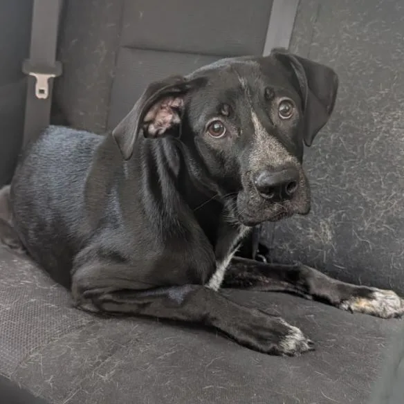 A young medium-sized female Black Boxer dog named K.j for adoption in Melrose, FL