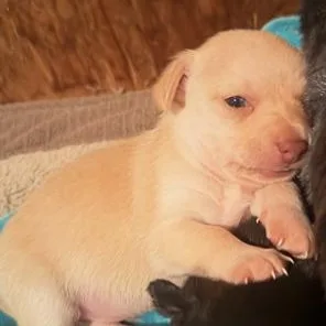 A baby small-sized male Chihuahua dog named Van for adoption in Lodi, CA