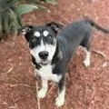 A young large-sized male Black Shepherd dog named Oracle for adoption in Long Beach, CA