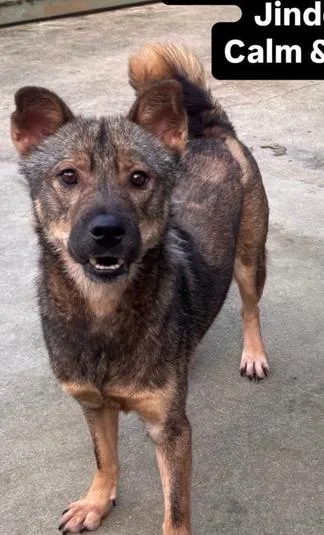 An adult medium-sized male Jindo dog named Nakyeop for adoption in Long Island City, NY