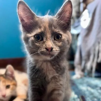A baby small-sized female Tortoiseshell Domestic Short Hair cat named Benny for adoption in Green Bay, WI