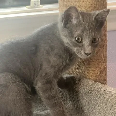 A baby medium-sized male Gray / Blue / Silver American Shorthair cat named Pete for adoption in Richardson, TX