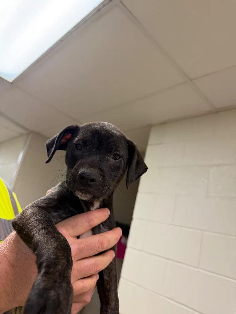 A baby small-sized male Labrador Retriever dog named Chuck Norris for adoption in Nacogdoches, TX