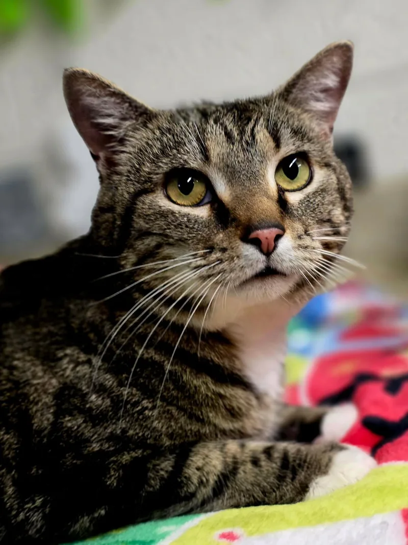 An adult large-sized male Tabby (Brown / Chocolate) Domestic Short Hair cat named Chipmunk for adoption in Johnson City, TN