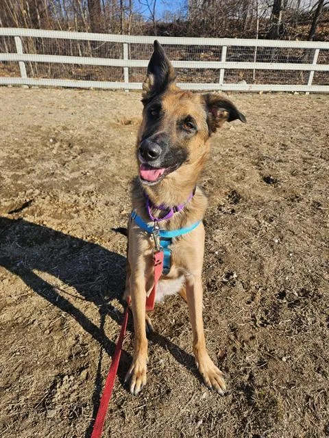 An adult large-sized female German Shepherd Dog dog named Sadie for adoption in Boston, MA