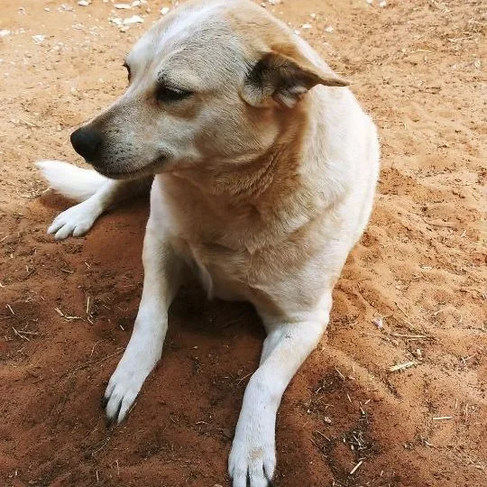 Demelsia thumbnail 2