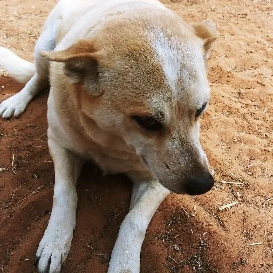 Demelsia thumbnail 3