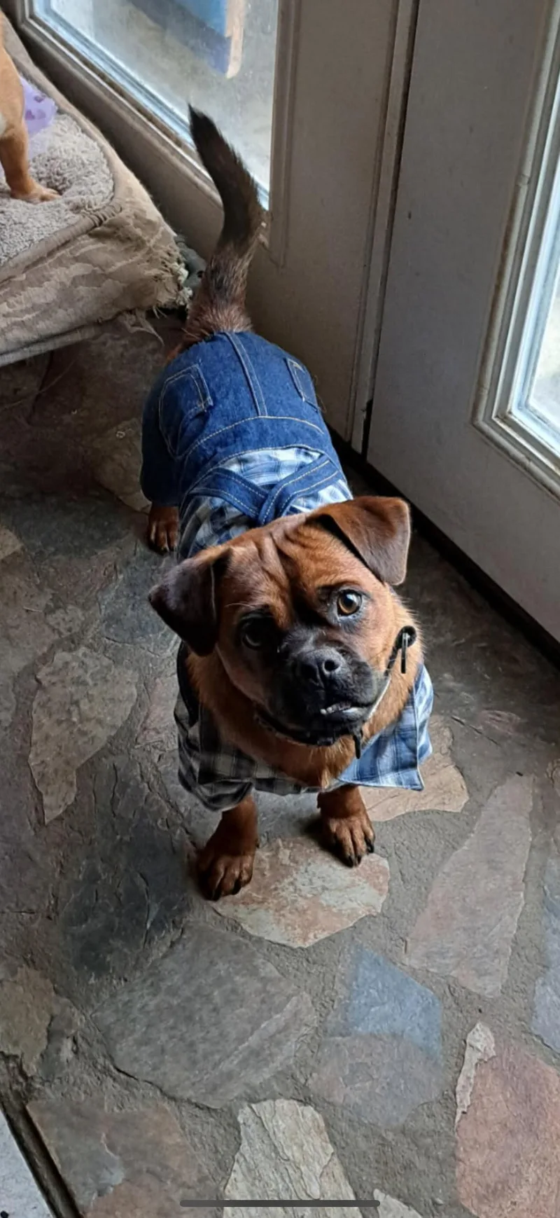 A young small-sized male Bicolor Chihuahua dog named Carl for adoption in Pleasant Valley, NY