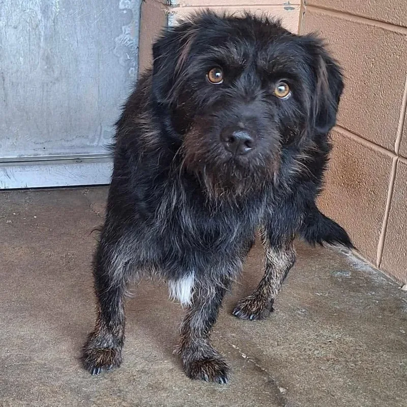 An adult small-sized male Schnauzer dog named Nigel for adoption in Grand Bay, AL